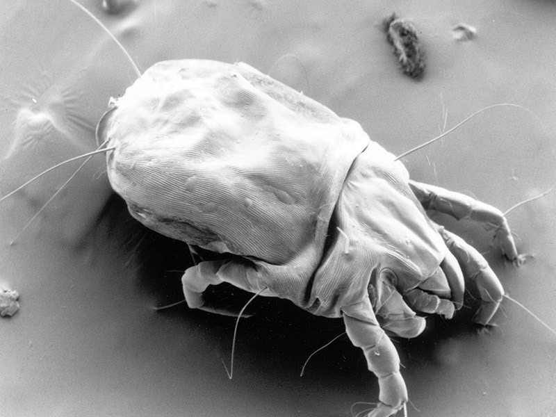 3 Terrifying Threats to Healthy Indoor Air Quality in New Orleans